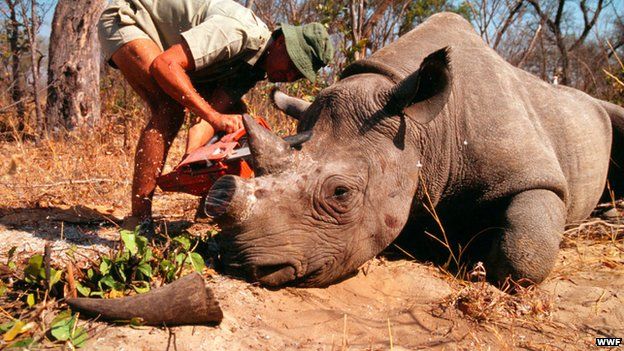 Rhino Dehorning