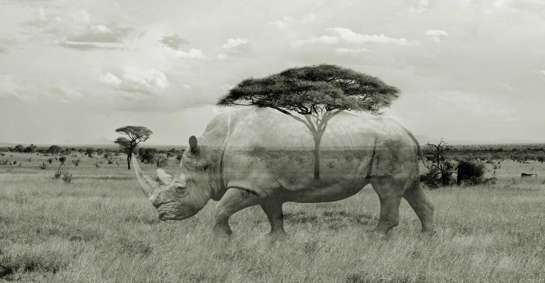 The reality of Rhino Extinction